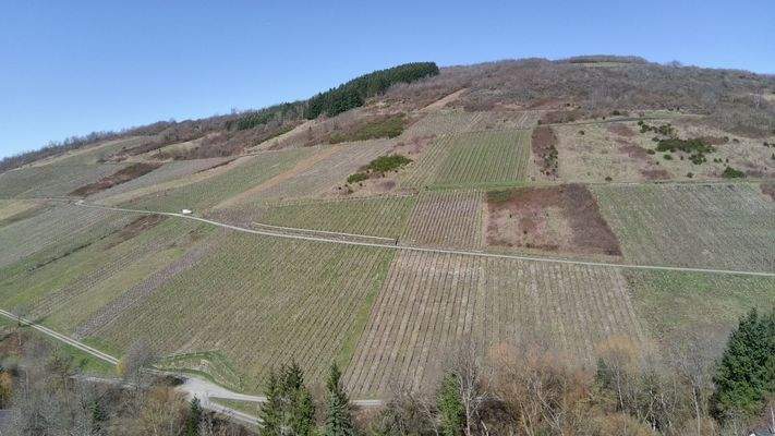Blick auf die Weinberge
