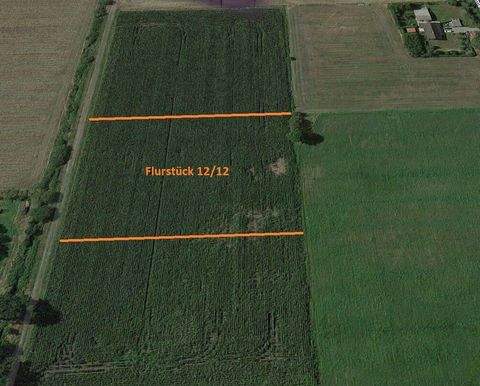 Berumerfehn Bauernhöfe, Landwirtschaft, Berumerfehn Forstwirtschaft