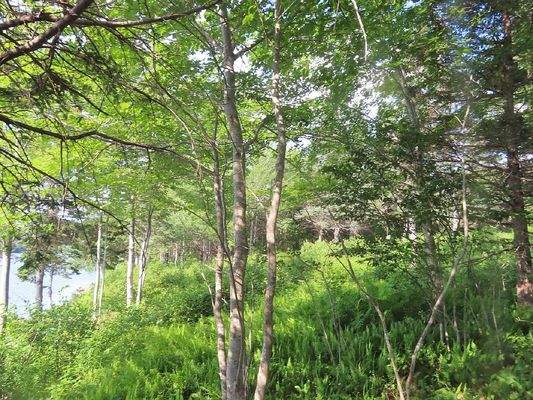 Cape Breton - Wunderschönes Fluss-Ufergrundstück a