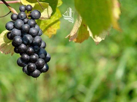 Kaltern Grundstücke, Kaltern Grundstück kaufen