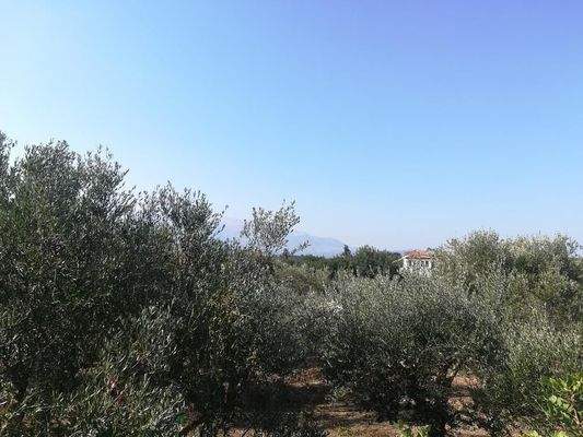 Kreta, Aspro: Olivenhain mit Meer- und Bergblick auf Kreta zum Verkauf