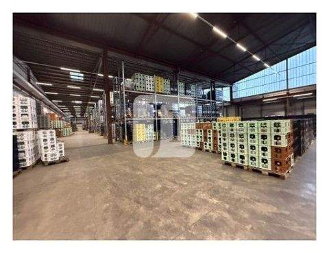 Hamburg Halle, Hamburg Hallenfläche