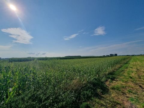 Königsmoos Bauernhöfe, Landwirtschaft, Königsmoos Forstwirtschaft