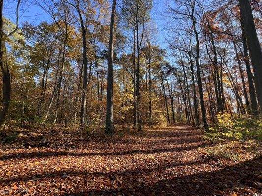 Waldwege hinterm Haus