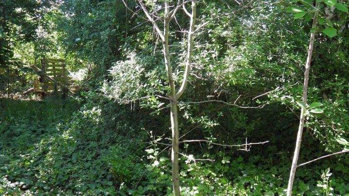 Verschiedener Wildwuchsbestand