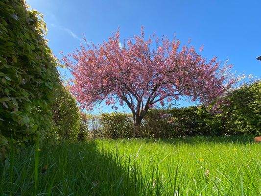 Gepflegte Gartenanlage Blick II