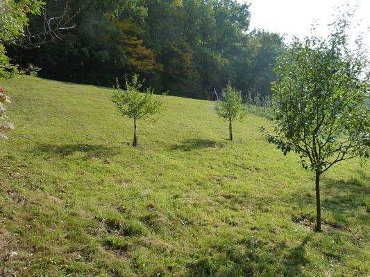 Ansicht vom Grundstück in Richtung der Straße
