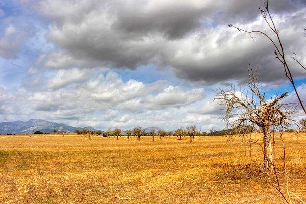 Zu-verkaufen-fantastische-Finca-in-sehr-ruhiger-Lage-bei-Costitx-Inca