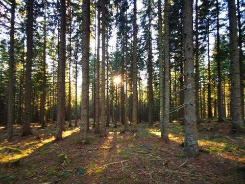 Kärnten Bauernhöfe, Landwirtschaft, Kärnten Forstwirtschaft