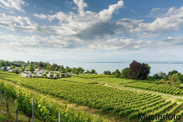Campingplatz Schloßkirch Immenstaad am Bodensee