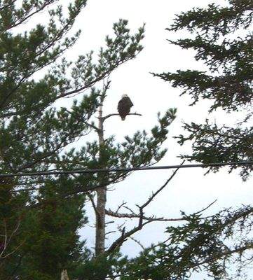 Weißkopfadler beim Grundstück