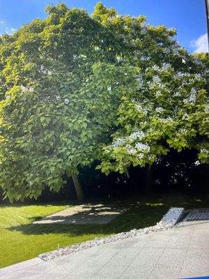 prächtiger Baumbestand in der Blütezeit......