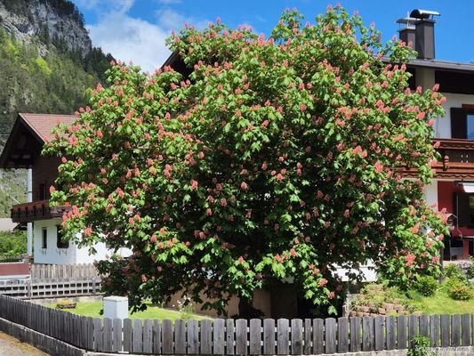 Das ist sie unsere Rotblühende Kastanie