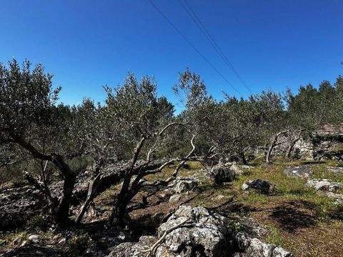 Blato Bauernhöfe, Landwirtschaft, Blato Forstwirtschaft