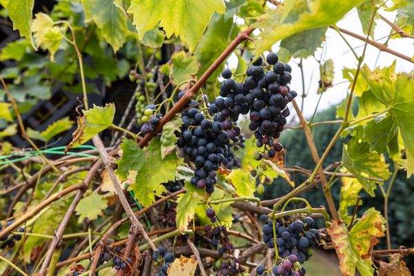 Weintrauben