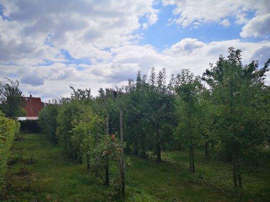 Obstgarten 1.1.jpg