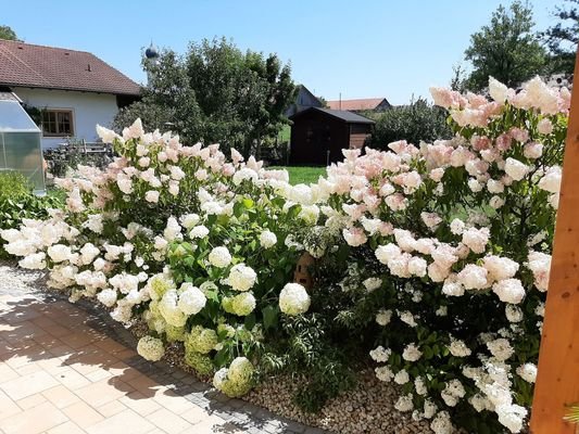 Hortensien Süd-Ost-Terrasse