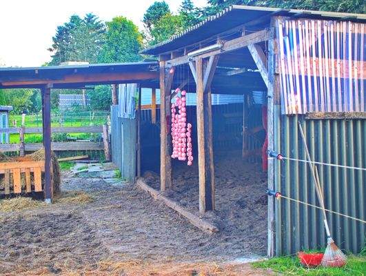 Offenstall mit Waldboden