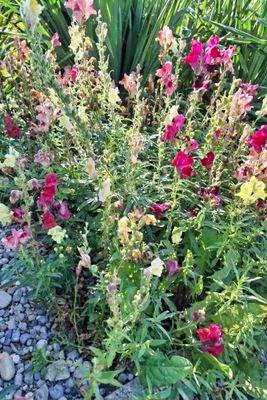 Ein Garten voller Farbenpracht