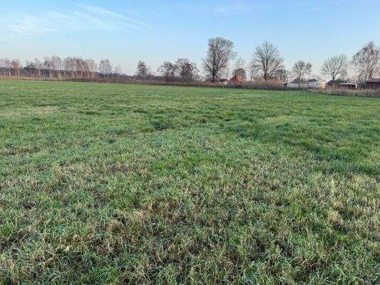 Grünland 3, 374 .jpeg