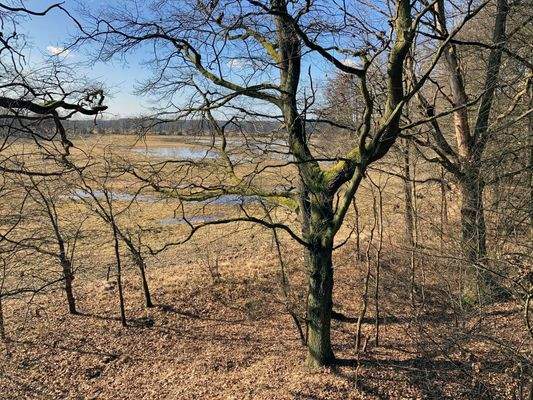 Blick zu den Spreewiesen