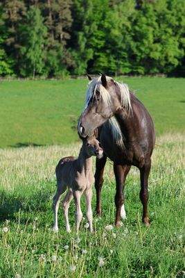 Lebenstraum für Pferde