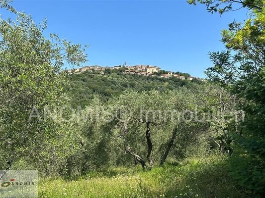 Olivenhain mit Blick auf Civitella Paganico