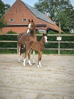 20m x40m Reitplatz, beleuchtet 