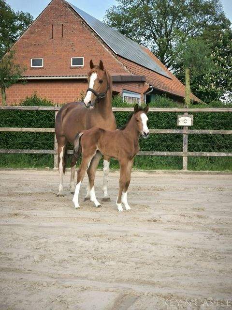 Isterberg Bauernhöfe, Landwirtschaft, Isterberg Forstwirtschaft