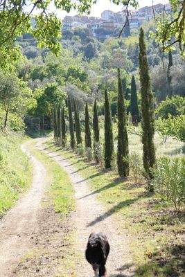 Eigene Zufahrt mit Zypressen