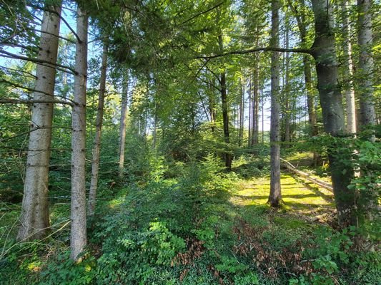 Ansicht Waldstück 1