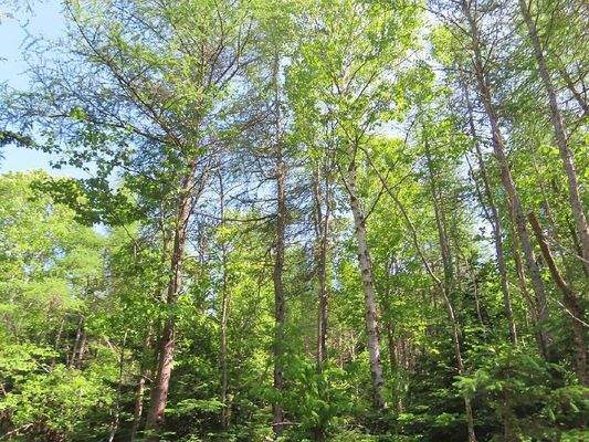 Cape Breton - Wunderschönes 11-Hektar-Areal mit 23