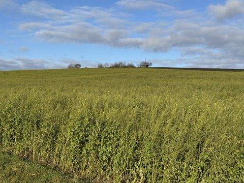 Weng / Hinzlbach Bauernhöfe, Landwirtschaft, Weng / Hinzlbach Forstwirtschaft