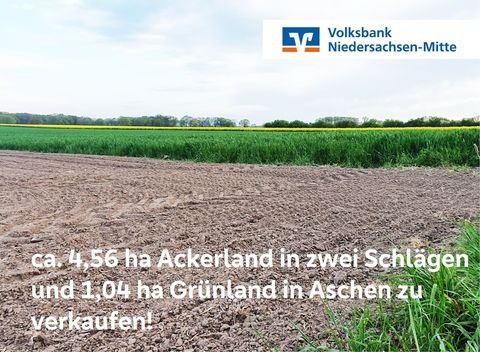 Diepholz / Aschen Bauernhöfe, Landwirtschaft, Diepholz / Aschen Forstwirtschaft