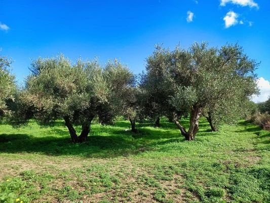 Kreta, Dramia: Grundstück in der Nähe der Strände von Kournas und Georgioupolis zu verkaufen