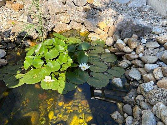 Kleiner Teich vor dem Haus