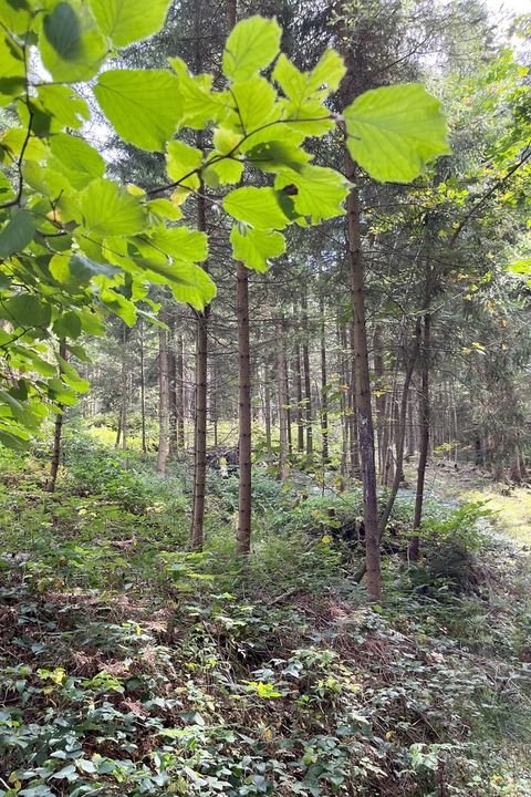 Drachselsried Bauernhöfe, Landwirtschaft, Drachselsried Forstwirtschaft