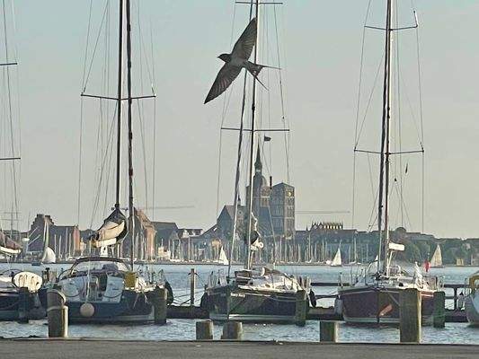 Hafen Altefähr-Blick auf Stralsund