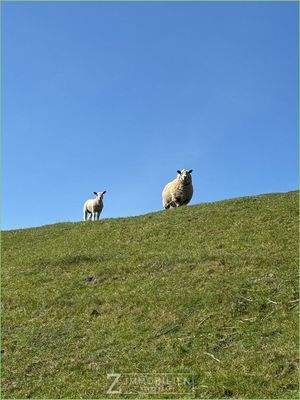 Vierbeiner aus der Nachbarschaft 