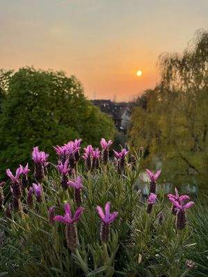 Sonnenuntergang Sundowner 