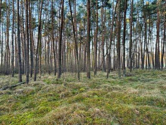 Wald 8, 769     .jpeg