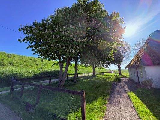 Kastanienblüte am Deich