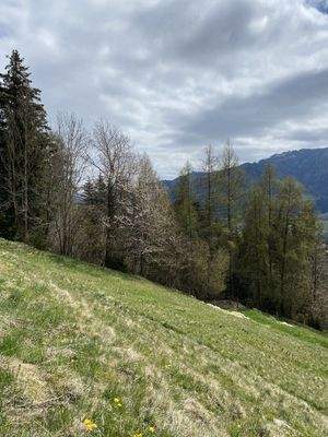 Ansicht Wiese / Weide im Frühjahr 22. März