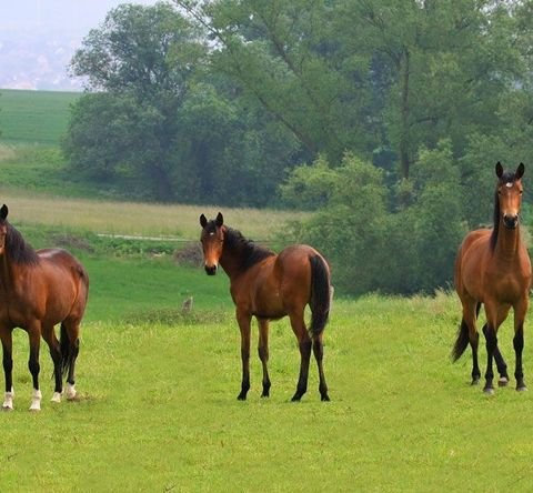 Bad Segeberg Bauernhöfe, Landwirtschaft, Bad Segeberg Forstwirtschaft