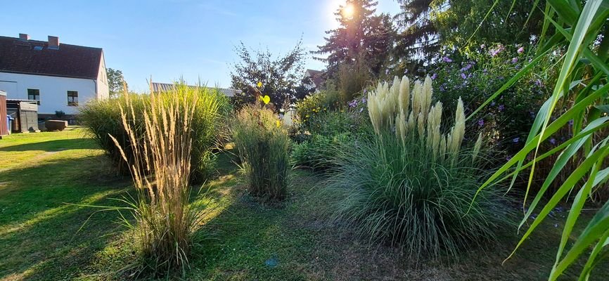 Schilfzucht im Garten