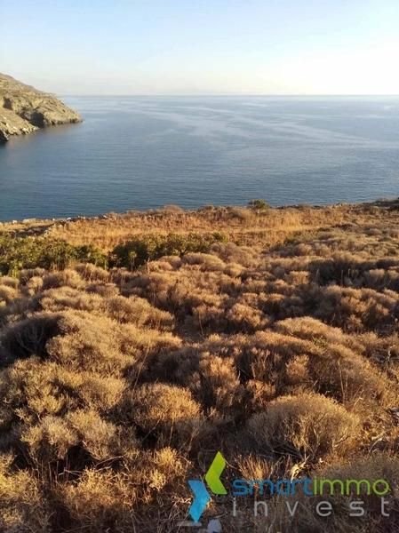 Paleopoli, Andros Bauernhöfe, Landwirtschaft, Paleopoli, Andros Forstwirtschaft