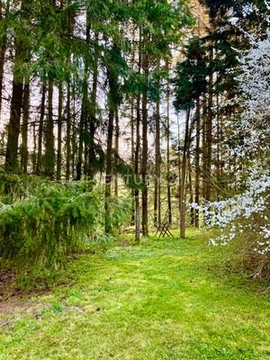 Waldstück auf dem Grundstück