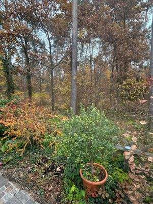 Blick vom Haus in den Wald