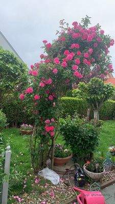 Rosenbogen GartenVorderseite