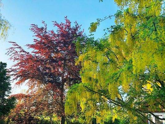 30 makellos EFH Schorrentin.JPG